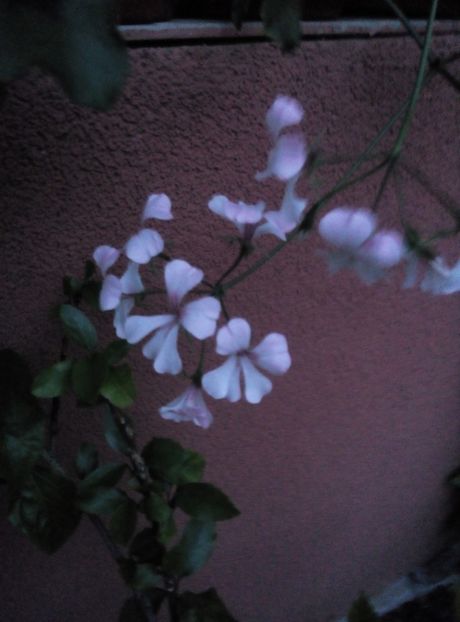  - diverse flori 2018