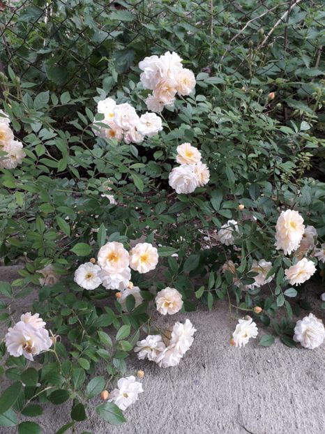 2018 - Ghislaine de Feligonde