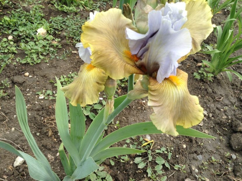 Grande coquette - Irisi 2018