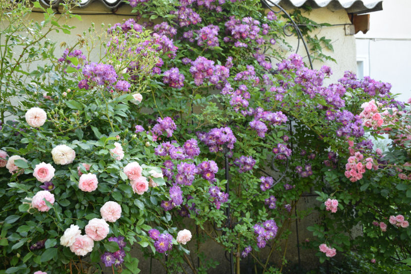 larisa si veilchenblau - Z_FAVORITELE gradinii mele