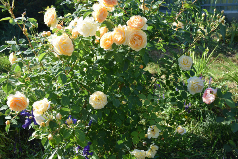 Teasing Georgia - 2018_Trandafiri_Idilic