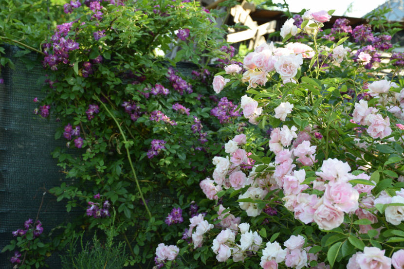 Veilchenblau si Thousendschones - 2018_Trandafiri_Idilic