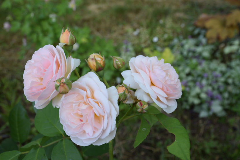 Sweet Juliette - 2018_Trandafiri_Idilic