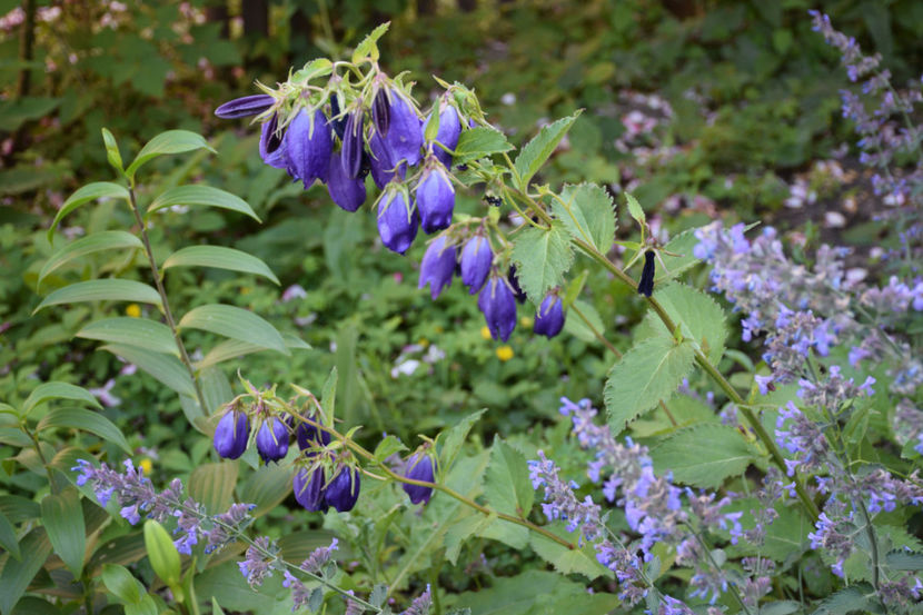 Campanula Sarastro si Nepeta - 2018_Trandafiri_Idilic