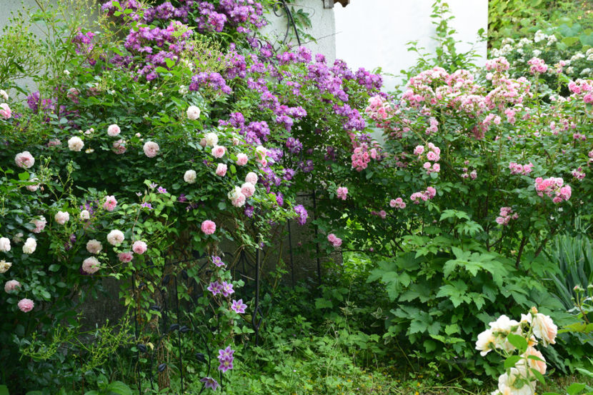 Larisaa , Veilchenblau si Pink Grootendorst - 2018_Trandafiri_Idilic