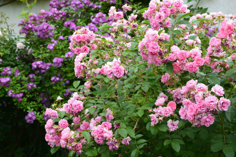 Pink Grootendorst - Z_FAVORITELE gradinii mele