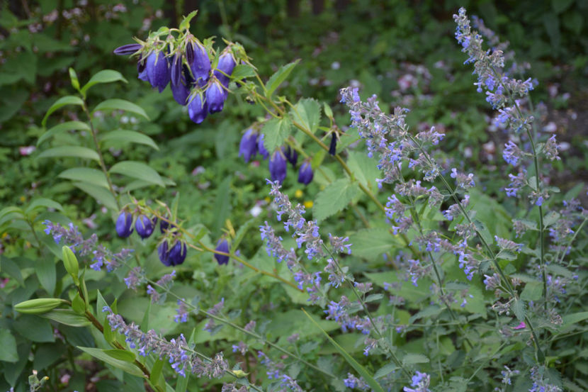 Campanula Sarastro si Nepeta Walkers Low - 2018_Trandafiri_Idilic