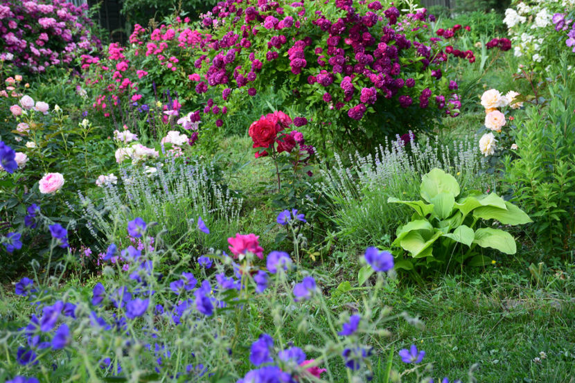 2018 - Z_FAVORITELE gradinii mele