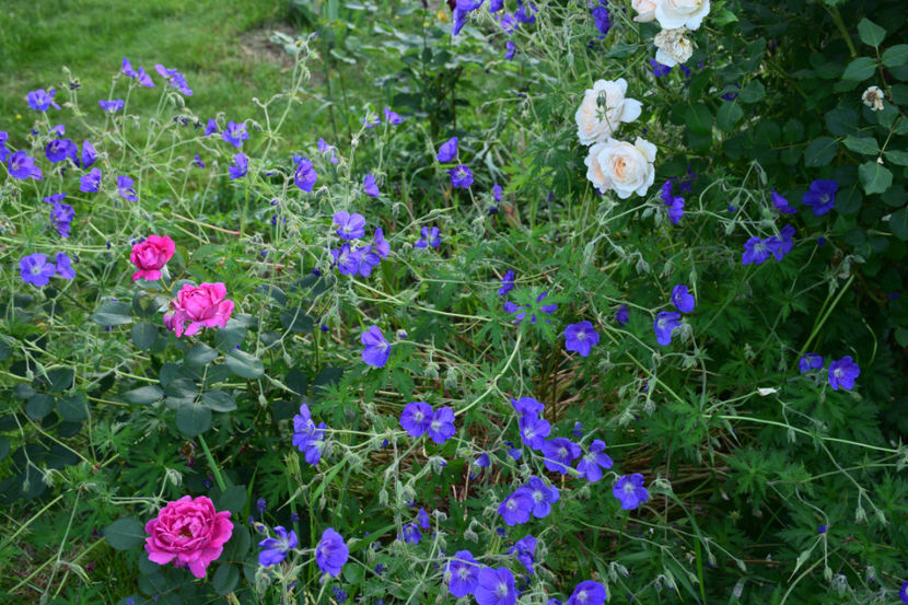 Noble Anthony si geranium Eureka Blue - 2018_Trandafiri_Idilic