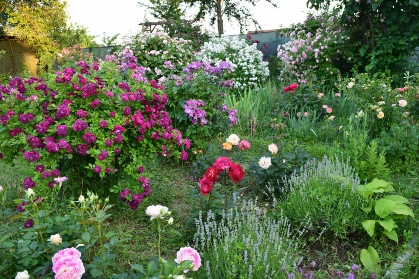 2018 - Z_FAVORITELE gradinii mele