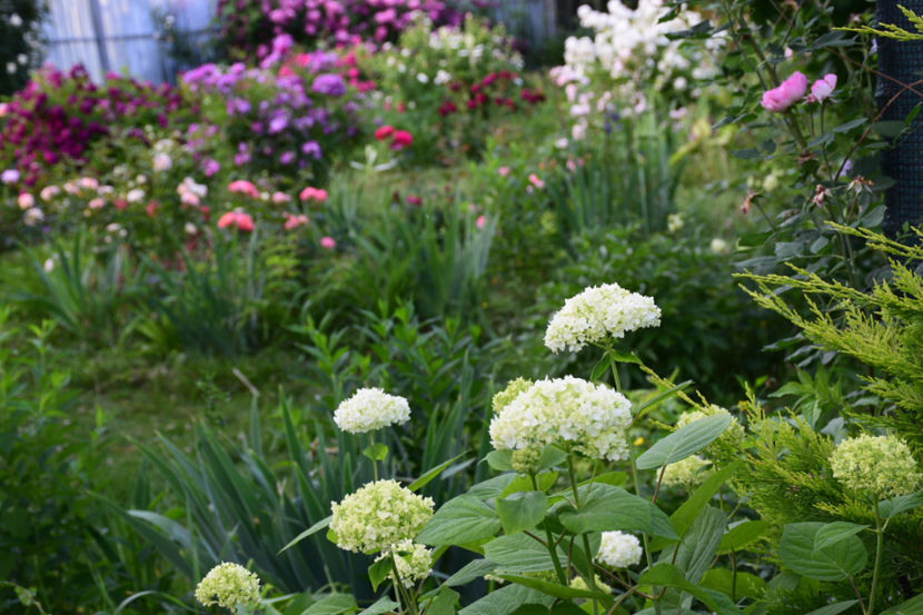 Anabell - Z_FAVORITELE gradinii mele