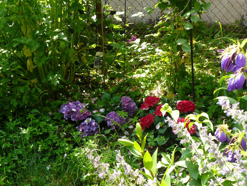 2018 Hortensii - 2017 Pridvor