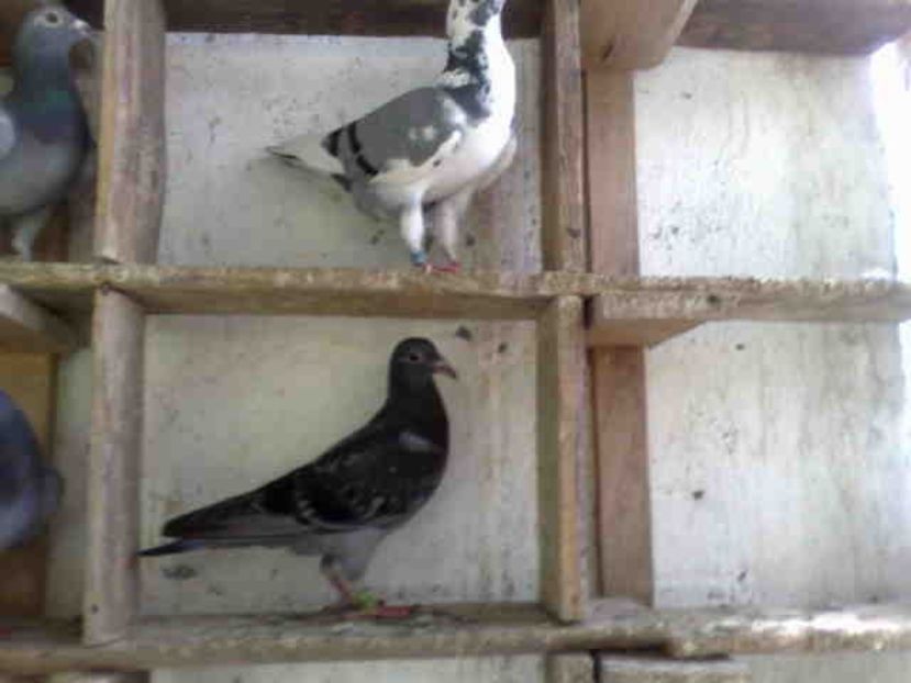  - Pui 2017-2018 -2019-2020 -2021-matca-doici-vind aproape tot lotul