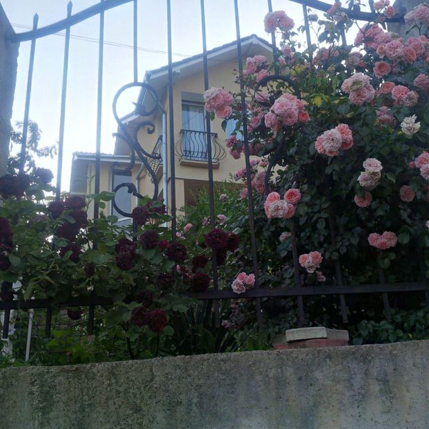 tradescant si pirouette - gradina mai 2018