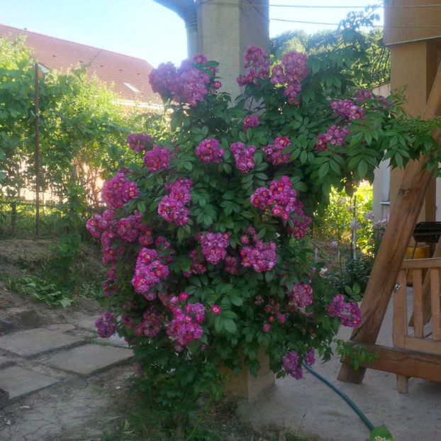 perennial blue - gradina mai 2018