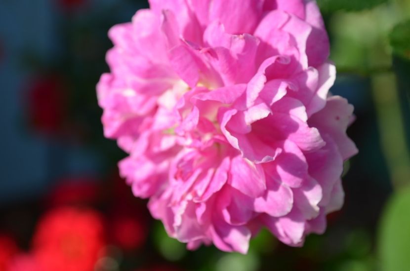  - dragostea  de natura