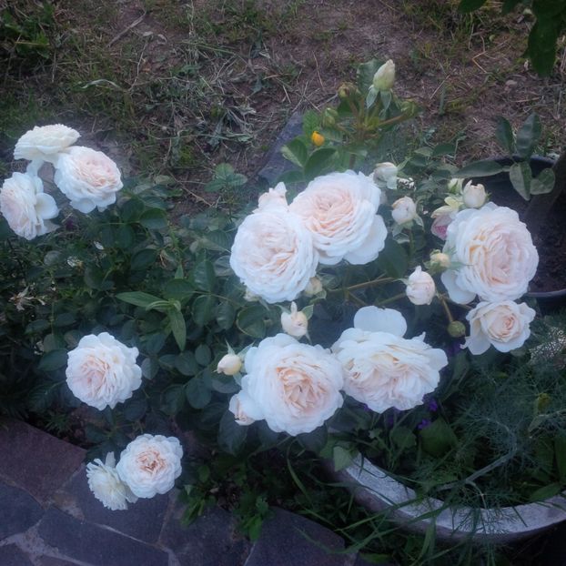 marton aron - gradina mai 2018