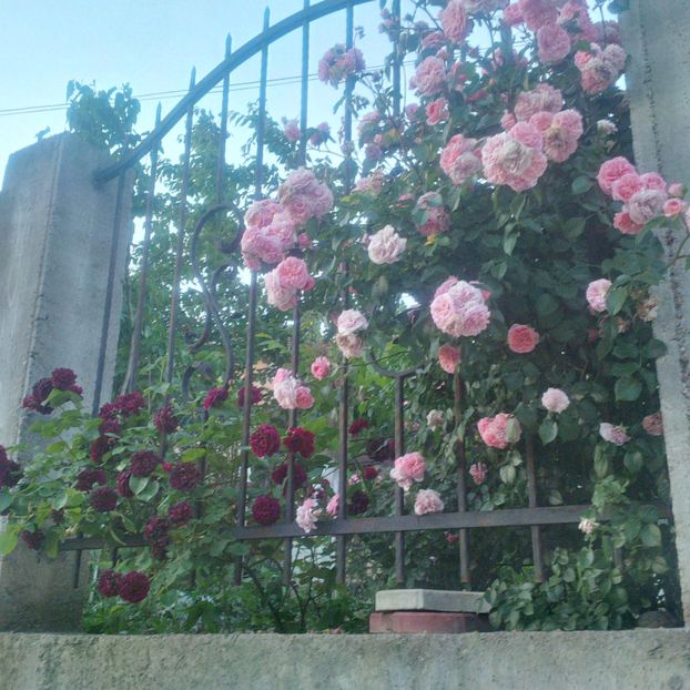 tradescant si pirouette - gradina mai 2018