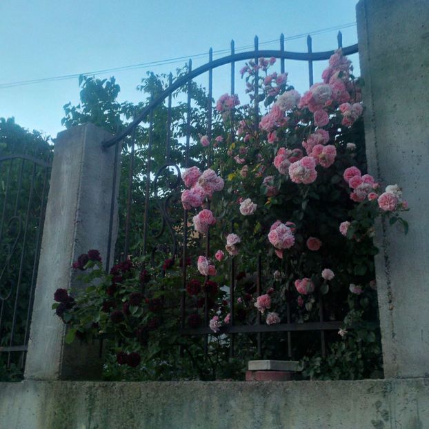tradescant si pirouette - gradina mai 2018