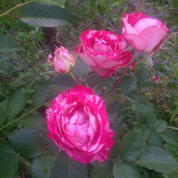 belle d"espinouse - gradina mai 2018