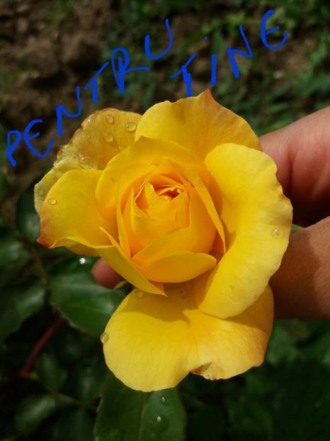  - floricele frumusele