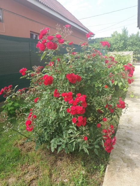  - floricele frumusele