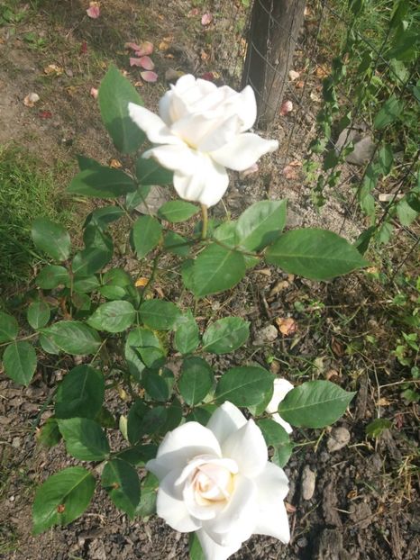  - floricele frumusele