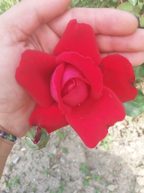  - floricele frumusele