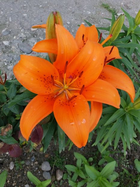  - floricele frumusele