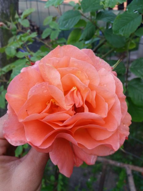  - floricele frumusele