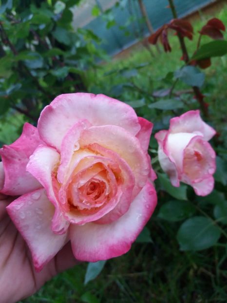  - floricele frumusele