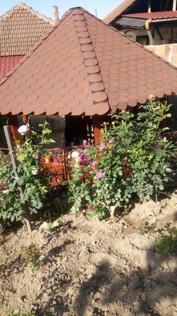  - TRANDAFIRI ÎNCEPÎND CU 2015