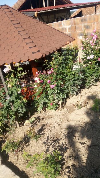  - TRANDAFIRI ÎNCEPÎND CU 2015