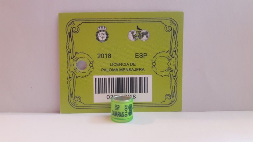 ESP 2018 CANARIAS FCI - ESP - CANARIA