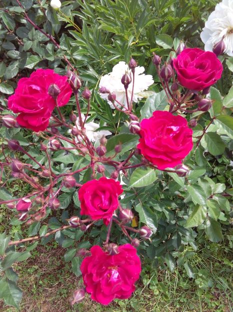  - TRANDAFIRI 2018-2019