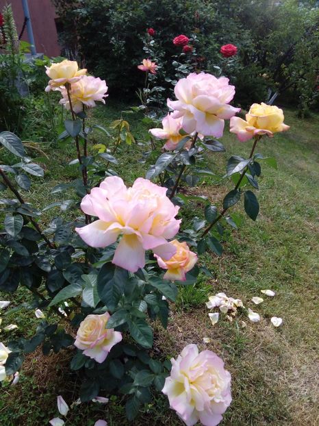  - TRANDAFIRI 2018-2019