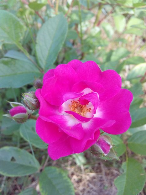  - TRANDAFIRI 2018-2019