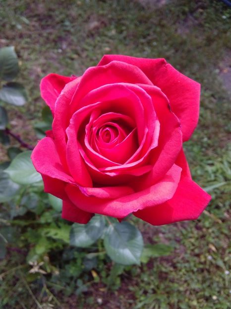  - TRANDAFIRI 2018-2019