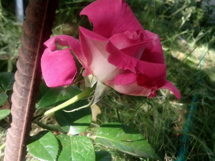  - Alți necunoscuți