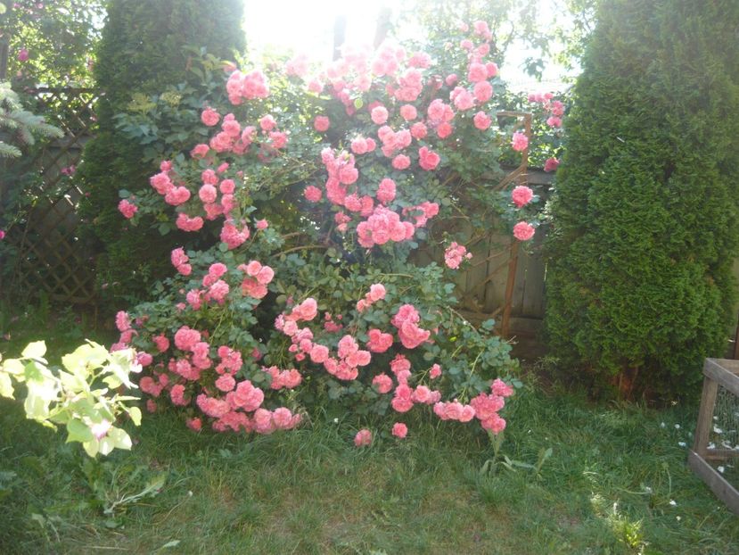 Rosarium Uetersen - trandafiri 30 mai 2018