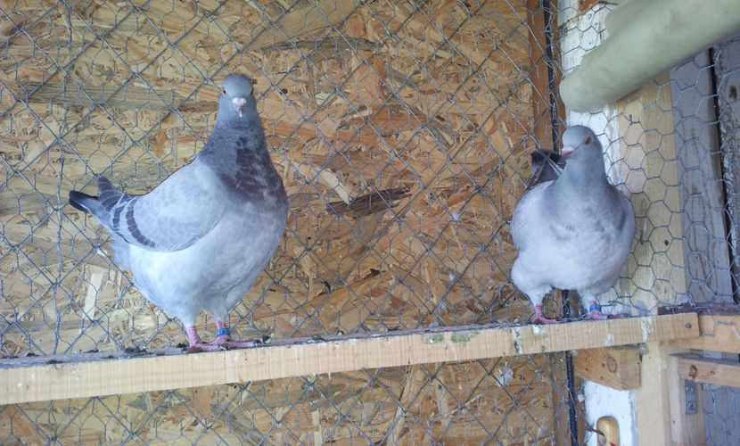 F   2018-6221EE-RO09(albastra) - 03 PUI TEXANI 2018