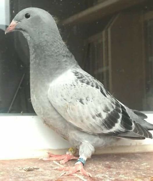 femela 2018 - PENTRU CRESCATORII CARE SE RESPECTA