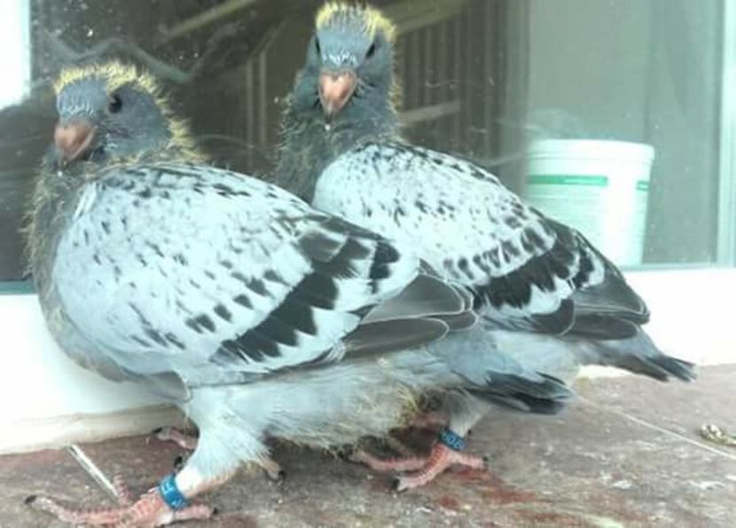 pui 2018 - PENTRU CRESCATORII CARE SE RESPECTA