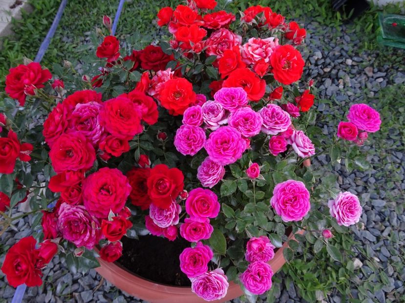  - TRANDAFIRI MINI IN CIUBAR