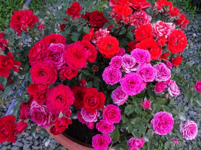  - TRANDAFIRI MINI IN CIUBAR