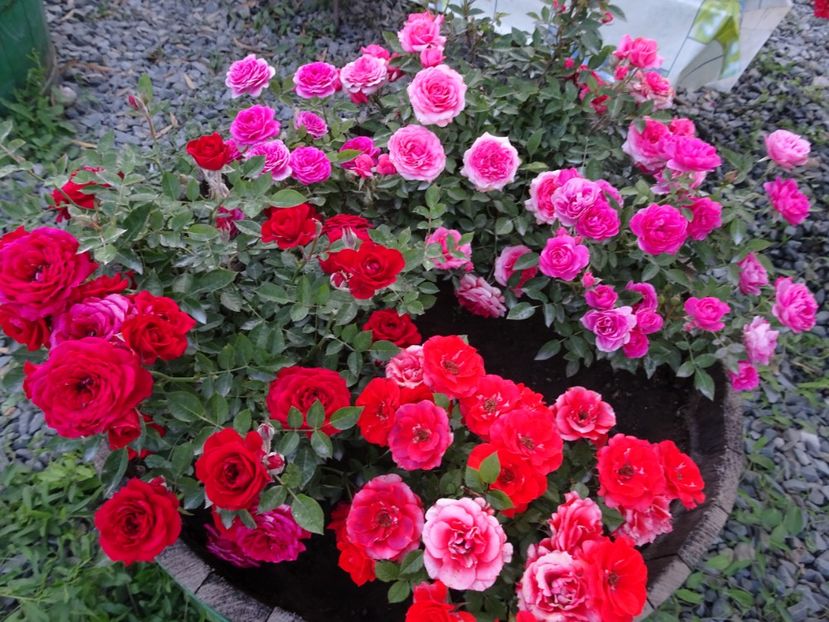  - TRANDAFIRI MINI IN CIUBAR