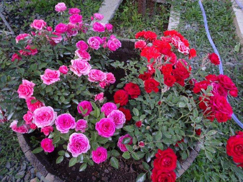  - TRANDAFIRI MINI IN CIUBAR