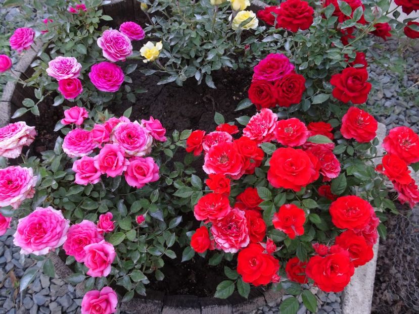  - TRANDAFIRI MINI IN CIUBAR