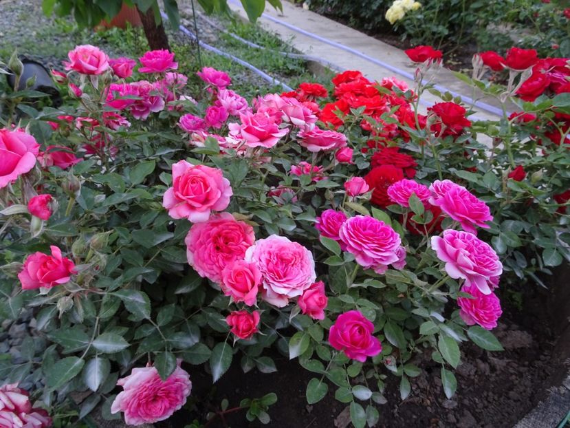  - TRANDAFIRI MINI IN CIUBAR