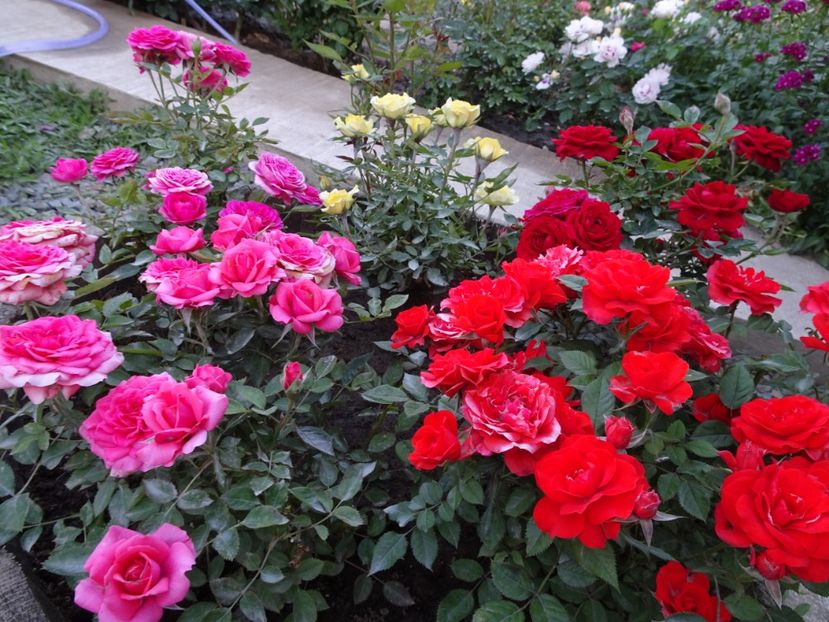  - TRANDAFIRI MINI IN CIUBAR